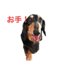 チョコさん、ジョルノ、ゆずの日常 その1（個別スタンプ：4）
