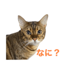 チョコさん、ジョルノ、ゆずの日常 その1（個別スタンプ：15）