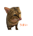 チョコさん、ジョルノ、ゆずの日常 その1（個別スタンプ：19）