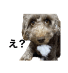 チョコさん、ジョルノ、ゆずの日常 その1（個別スタンプ：22）