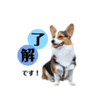 オッドアイコーギーそらちゃん☺︎（個別スタンプ：14）