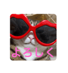 ドS猫の球太5（個別スタンプ：1）