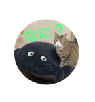 ドS猫の球太5（個別スタンプ：2）