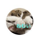 ドS猫の球太5（個別スタンプ：3）