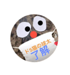 ドS猫の球太5（個別スタンプ：4）