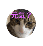 ドS猫の球太5（個別スタンプ：5）