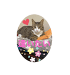 ドS猫の球太5（個別スタンプ：6）