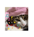 ドS猫の球太5（個別スタンプ：8）