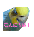 ココかお（個別スタンプ：3）