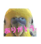 ココかお（個別スタンプ：5）
