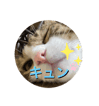 ドS猫の球太7（個別スタンプ：4）