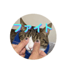 ドS猫の球太7（個別スタンプ：6）