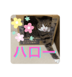 ドS猫の球太7（個別スタンプ：7）