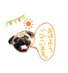 白パグのコロ（個別スタンプ：1）