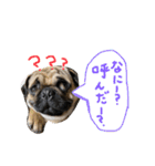 白パグのコロ（個別スタンプ：2）