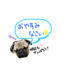 白パグのコロ（個別スタンプ：3）