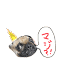 白パグのコロ（個別スタンプ：4）