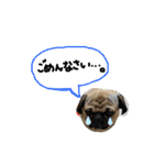 白パグのコロ（個別スタンプ：5）