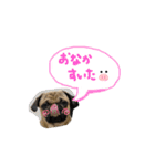 白パグのコロ（個別スタンプ：6）