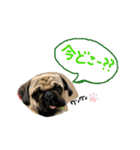 白パグのコロ（個別スタンプ：7）