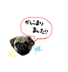 白パグのコロ（個別スタンプ：8）