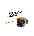白パグのコロ（個別スタンプ：10）