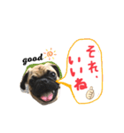 白パグのコロ（個別スタンプ：11）