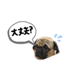 白パグのコロ（個別スタンプ：12）