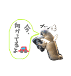 白パグのコロ（個別スタンプ：13）