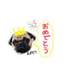 白パグのコロ（個別スタンプ：14）