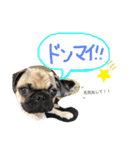 白パグのコロ（個別スタンプ：15）