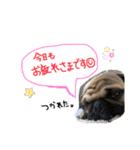 白パグのコロ（個別スタンプ：16）