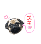 白パグのコロ（個別スタンプ：18）