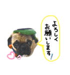 白パグのコロ（個別スタンプ：19）