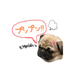 白パグのコロ（個別スタンプ：20）