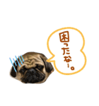 白パグのコロ（個別スタンプ：21）