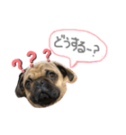 白パグのコロ（個別スタンプ：22）