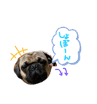 白パグのコロ（個別スタンプ：23）