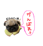 白パグのコロ（個別スタンプ：24）