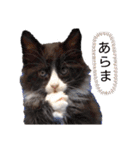 魔女の子5（個別スタンプ：19）