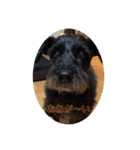 ミックス犬の日常（個別スタンプ：1）