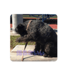 ミックス犬の日常（個別スタンプ：5）