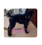 ミックス犬の日常（個別スタンプ：6）