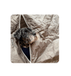 ミックス犬の日常（個別スタンプ：8）