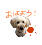 ハラダロンくん（個別スタンプ：1）