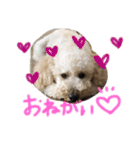 ハラダロンくん（個別スタンプ：3）