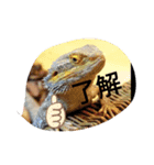 カワイイトカゲ 爬虫類（個別スタンプ：2）