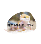 カワイイトカゲ 爬虫類（個別スタンプ：3）