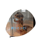 カワイイトカゲ 爬虫類（個別スタンプ：5）