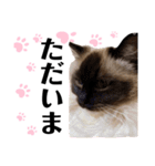 ラグドール らぐのデカ文字(挨拶編)（個別スタンプ：7）